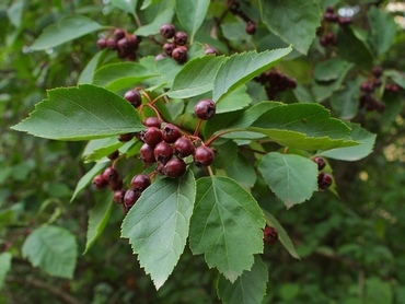 Боярышник зеленомясый (Crataegus chlorosarca)