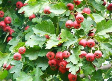 Боярышник мягковатый (Crataegus submollis)