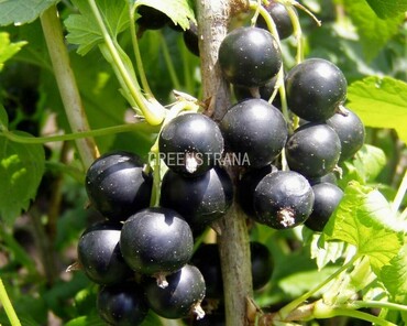 Смородина чёрная Сокровище (Ribes nigrum 'Sokrovische')