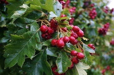 Боярышник перистонадрезанный (Crataegus pinnatifida)