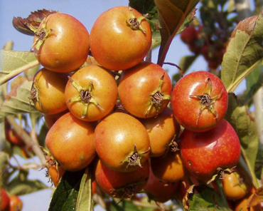 Боярышник точечный Людмил (Crataegus punctata 'Ludmil')