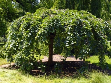 Вяз малый (Ulmus minor)