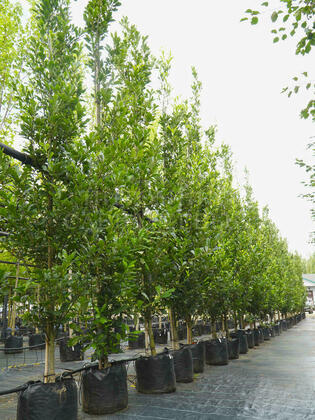 Дуб Варея Регал Принц (Quercus x warei 'Regal Prince')