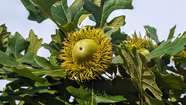 Дуб крупноплодный (Quercus macrocarpa)