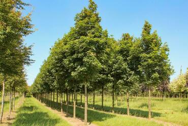 Клен остролистный Парквей (Acer platanoides 'Parkway')