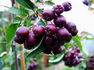 Рябина Бурка (Sorbus 'Burka')