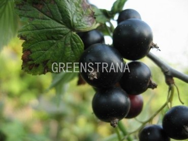 Смородина чёрная Загадка (Ribes nigrum 'Zagadka')