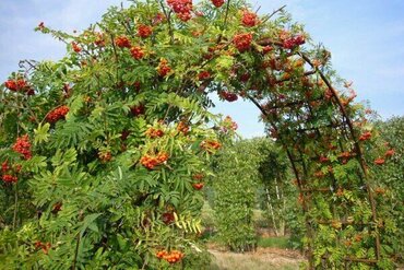 Рябина обыкновенная (Sorbus aucuparia) (арка)