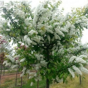 Черемуха Ольгина Радость (Prunus padus 'Olgina Radost')