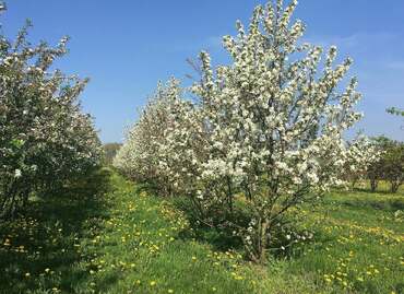 Яблоня Уайт Ангел (Malus 'White Angel')
