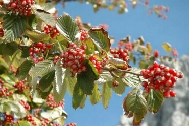 Рябина ария (Sorbus aria)