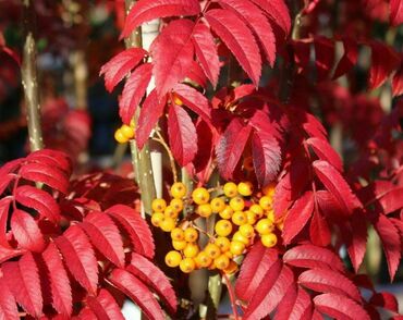 Рябина обыкновенная Отем (Sorbus aucuparia 'Autumn')
