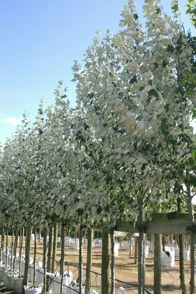 Тополь белый (Populus alba)
