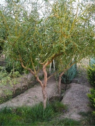Ива извилистая Матсудана (Salix matsudana 'Tortuosa')