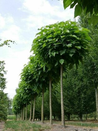 Катальпа бигнониевидная (Catalpa bignonioides)