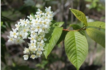 Черемуха обыкновенная Птичья Плена (Prunus padus 'Plena')