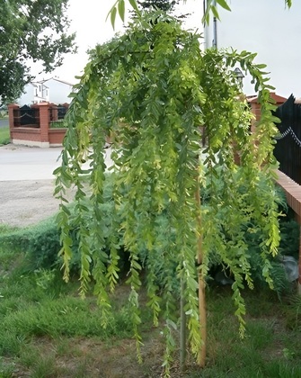 Ива белая Пендула (Salix alba 'Pendula')