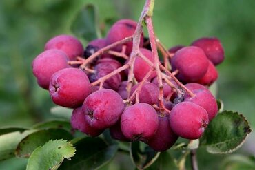 Рябина Десертная Мичуринская (Sorbus 'Dessertnaja Michurinskaja')