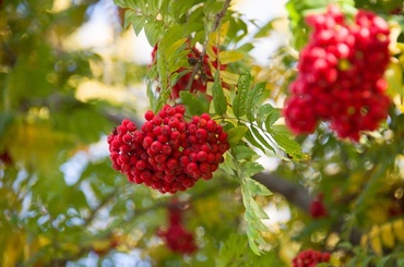 Рябина Сказочная (Sorbus 'Skazochnaja')