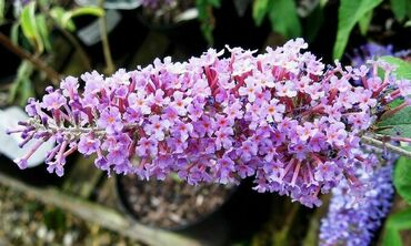 Будлея Давида Иль де Франс (Buddleja davidii 'Ile de France')