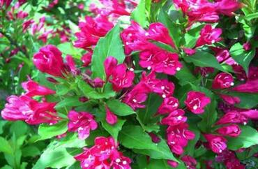 Вейгела Биг Лав (Weigela 'Big Love')