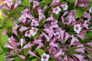 Вейгела цветущая Лайм Монста (Weigela florida 'Lime Monstah')