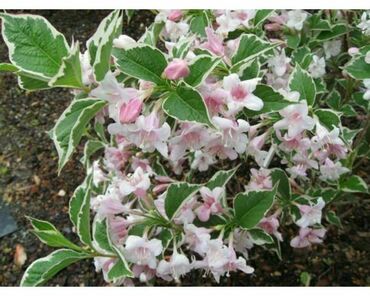 Вейгела цветущая Санни Принцесс (Weigela florida 'Sunny Princess')