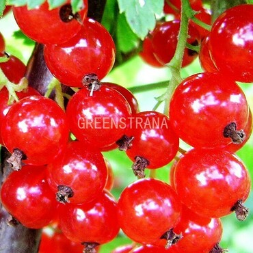 Смородина красная Щедрая (Ribes rubrum 'Schedraya')