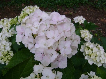Гортензия крупнолистная Мадам И. Муле (Hydrangea macrophylla 'Madame Emile Mouillere')