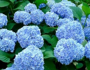 Гортензия крупнолистная Никко Блю (Hydrangea macrophylla 'Nikko Blue')