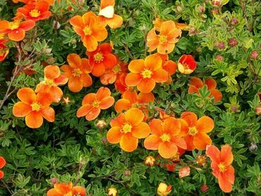 Лапчатка кустарниковая Оранж Стар (Potentilla fruticosa 'Orange Star')