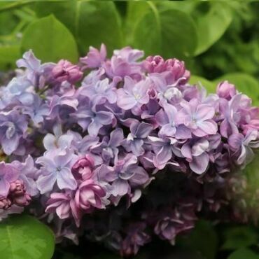 Сирень обыкновенная Маршал Конев (Syringa vulgaris 'Marshal Konev')