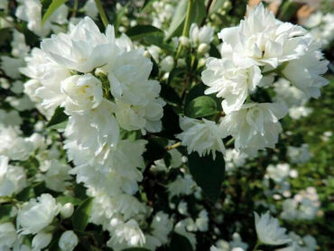 Чубушник венечный Снежки (Philadelphus coronarius 'Snezhki')