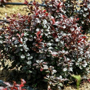 Барбарис Тунберга Дартс Пурпл (Berberis thunbergii 'Dart's Purple')
