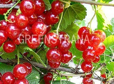 Смородина красная Уральская красавица (Ribes rubrum 'Uralskaya Krasavitsa')