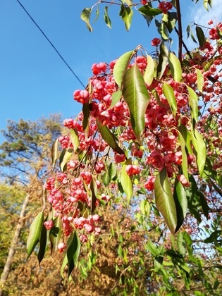 Бересклет Маака (Euonymus maackii)