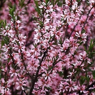 Миндаль степной (Prunus tenella)