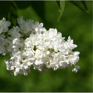 Сирень обыкновенная Ветка мира (Syringa vulgaris 'Vetka Mira')