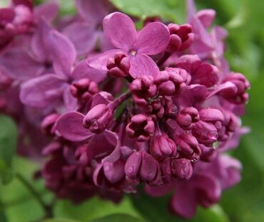 Сирень обыкновенная День Победы (Syringa vulgaris 'Den Pobedy')