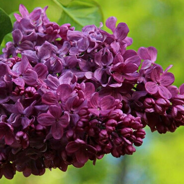 Сирень обыкновенная Маршал Соколовский (Syringa vulgaris 'Marshal Sokolovskiy')