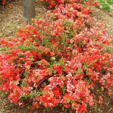 Айва японская превосходная Оранж Трейл (Chaenomeles x superba 'Orange Trail')