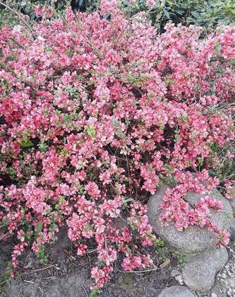 Айва японская превосходная Пинк Трейл (Chaenomeles x superba 'Pink Trail')