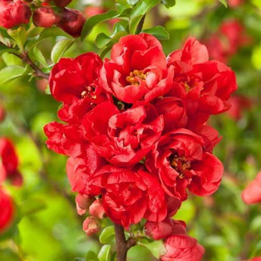 Айва японская превосходная Ред Трейл (Chaenomeles x superba 'Red Trail')