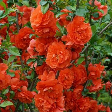 Айва японская прекрасная Оранж Сторм (Chaenomeles speciosa 'Orange Storm')