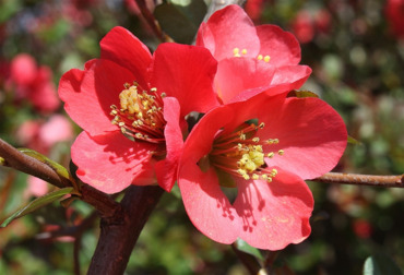 Айва японская прекрасная Пинк Сторм (Chaenomeles speciosa 'Pink Storm')