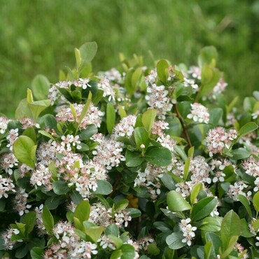 Арония черноплодная Ревонтули Спредер (Aronia melanocarpa 'Revontuli Spreader')