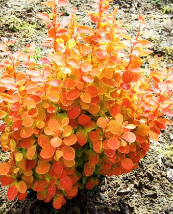 Барбарис Тунберга Оранж Санрайс (Berberis thunbergii 'Orange Sunrise')