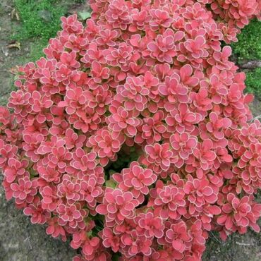 Барбарис Тунберга Руби Стар (Berberis thunbergii 'Ruby Star')