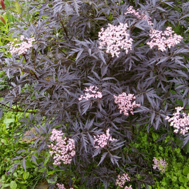 Бузина черная Блэк Лэйс (Sambucus nigra 'Black Lace')