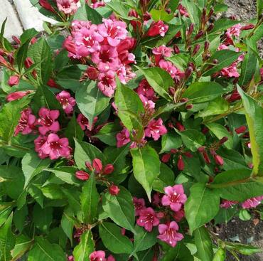 Вейгела Люцифер (Weigela 'Lucifer')